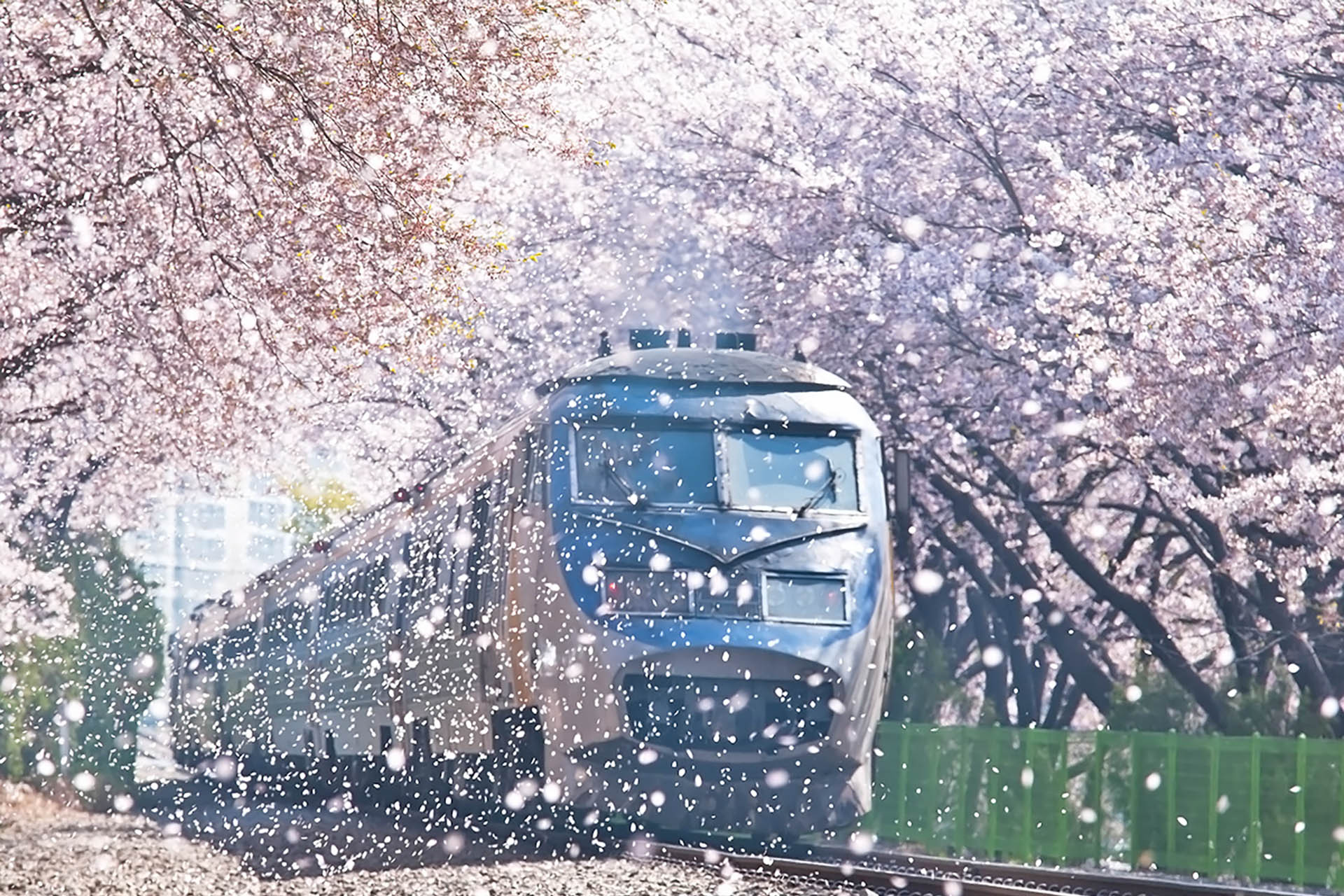 벚꽃 성지&amp;#44; 진해 군항제! 경화역&bull;여좌천 필수 코스 가이드