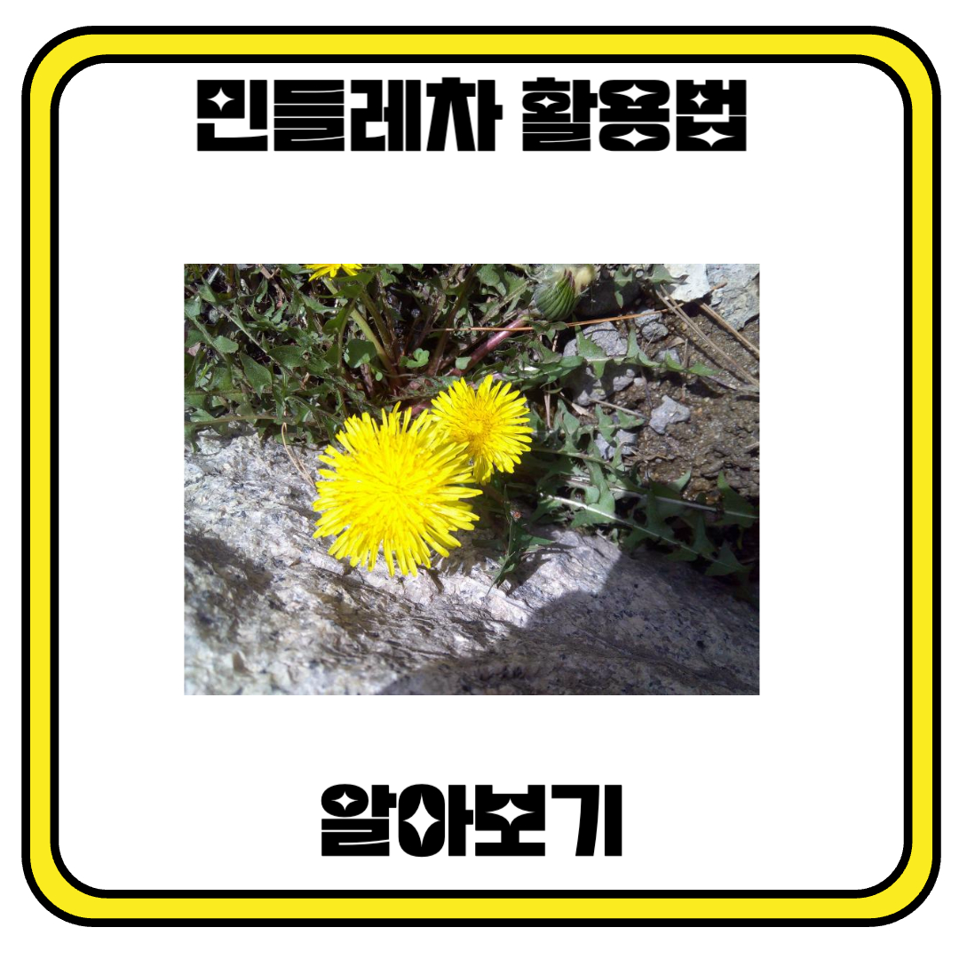 간에 좋은 민들레차의 다양한 활용법