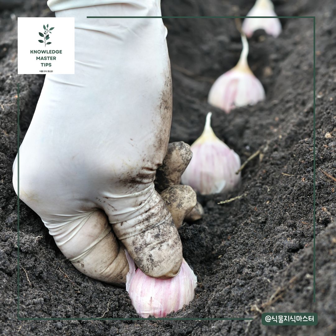 마늘 심는 시기