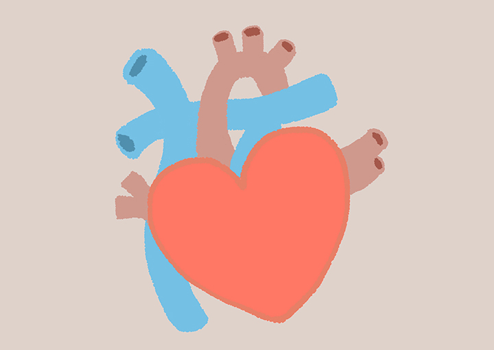 건강한-심장-모습