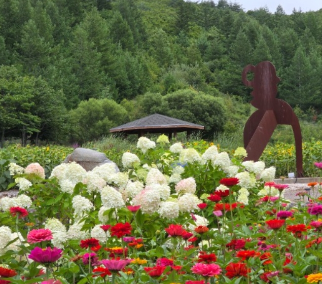 2025 강원도 태백 해바라기 축제 정보, 태백 여행 꿀팁