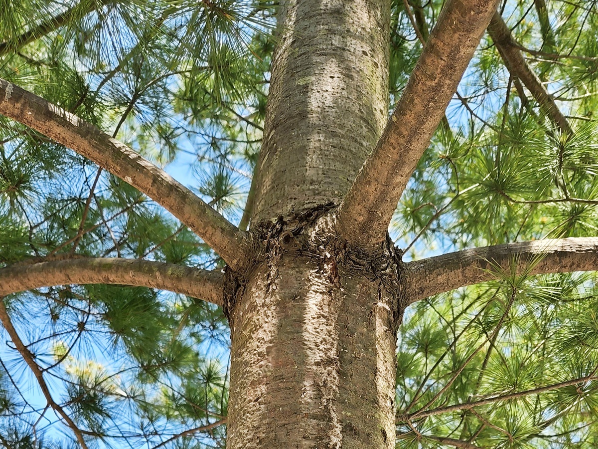 스트로브잣나무