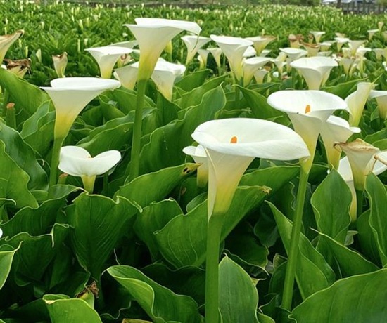 알로카시아-관엽식물