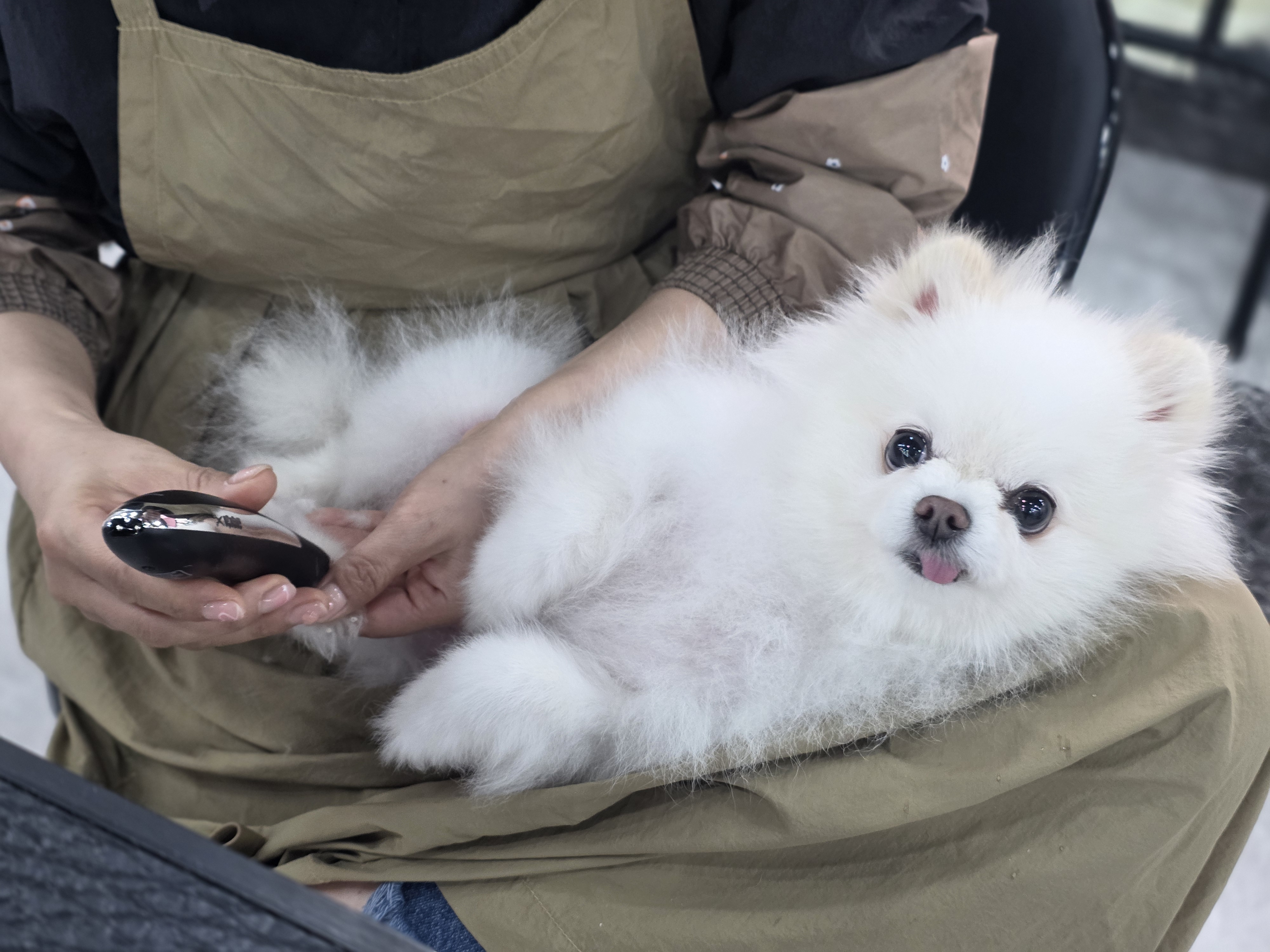 왕십리애견미용국비지원