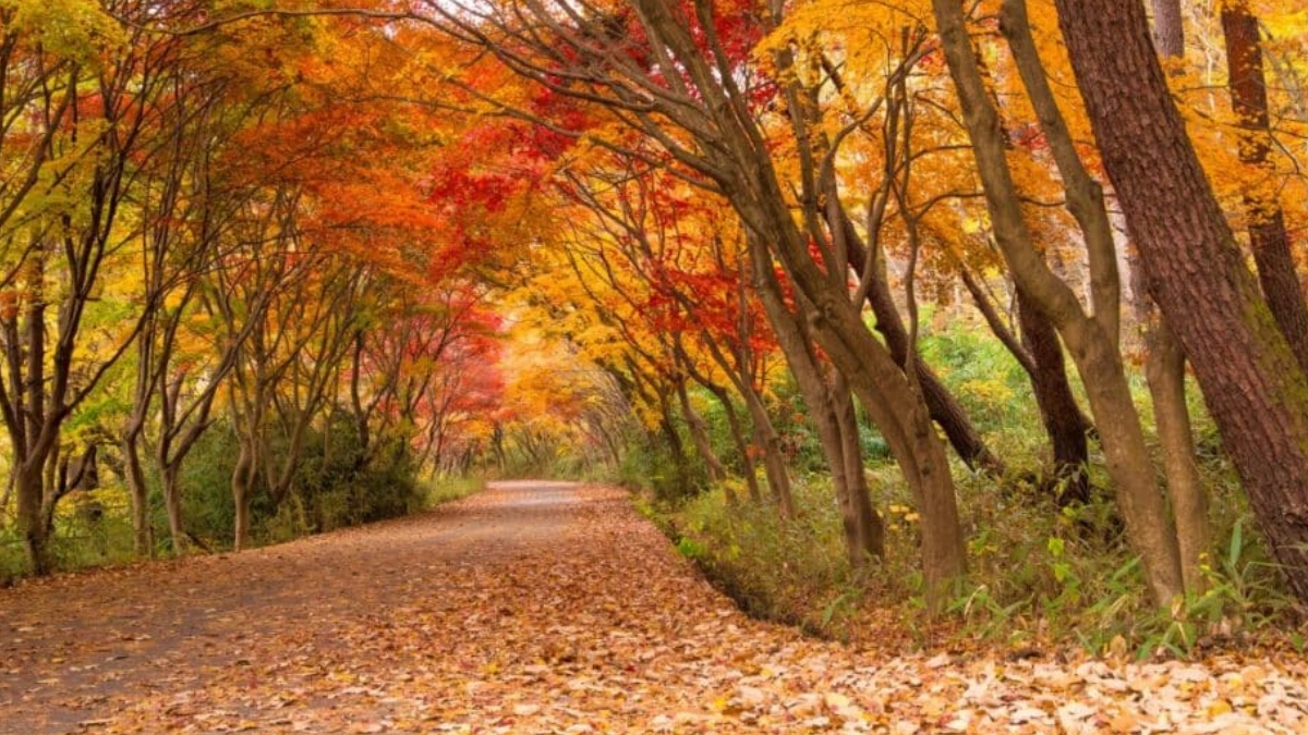 가을에 무료로 책보기