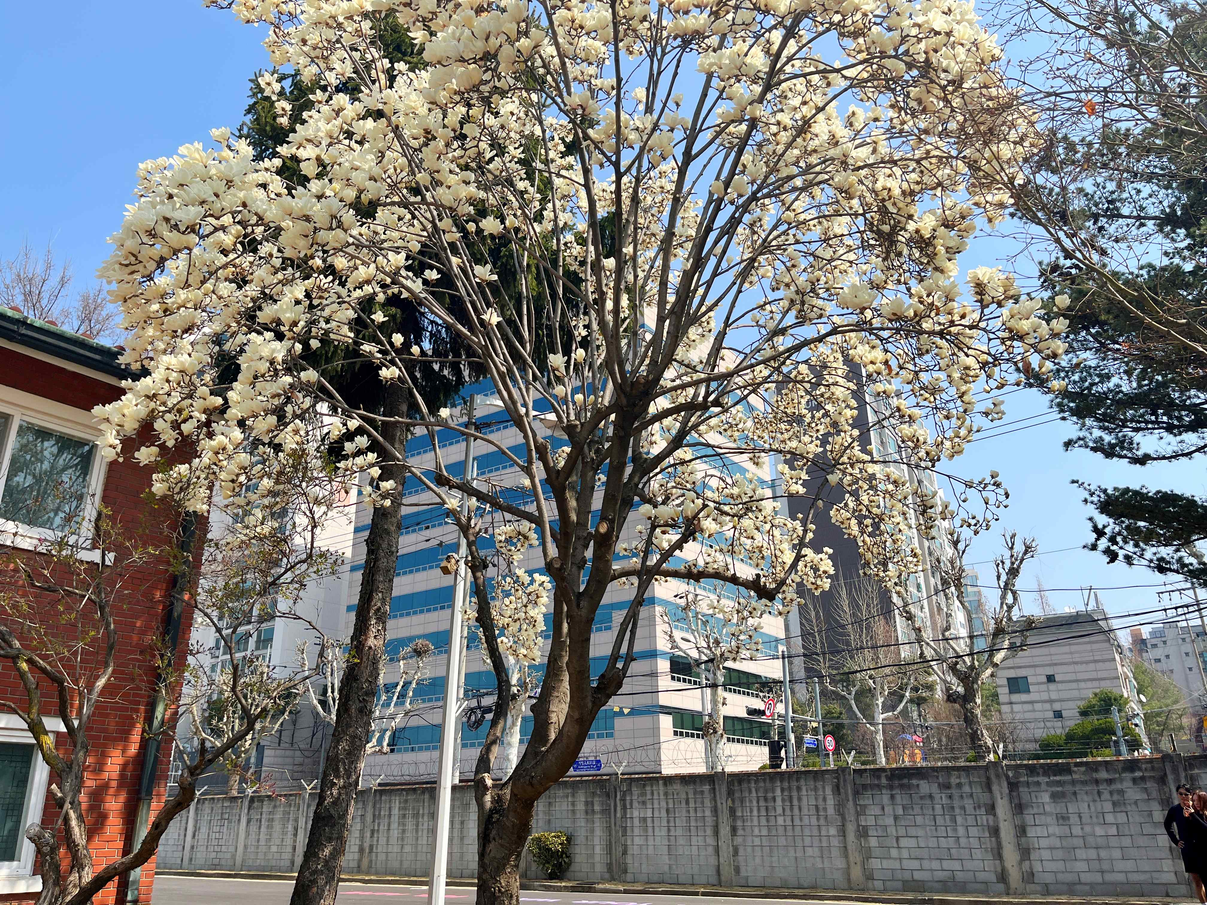 용산공원 미군기지