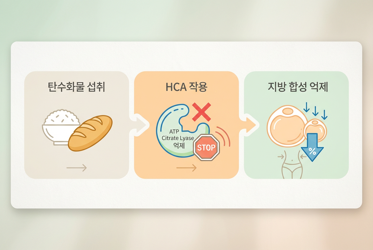 가르시니아캄보지아 열매와 HCA 분자 구조 일러스트. 체지방 감소 메커니즘 설명용.