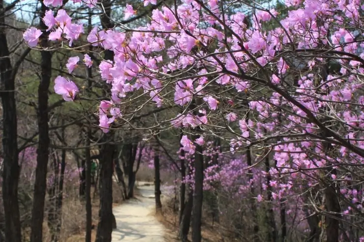 대동문코스-진달래능선