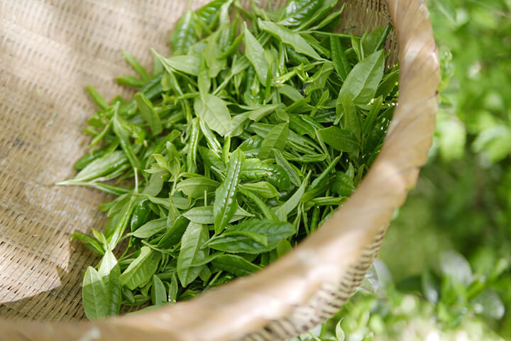 녹차잎-담긴-바구니