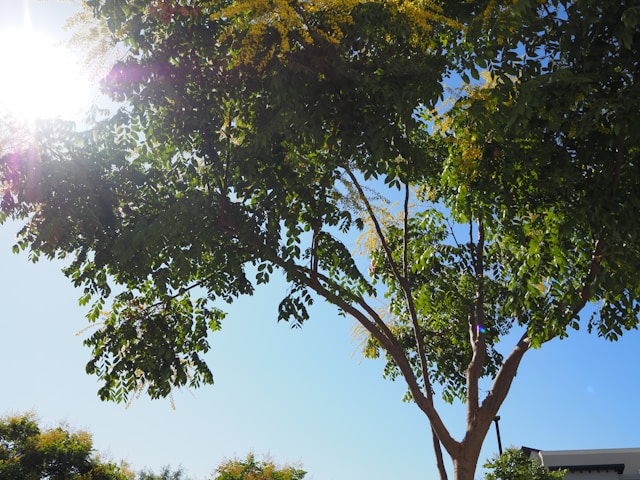 중복,복날의 의미와 음식