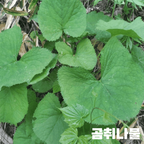곰취나물