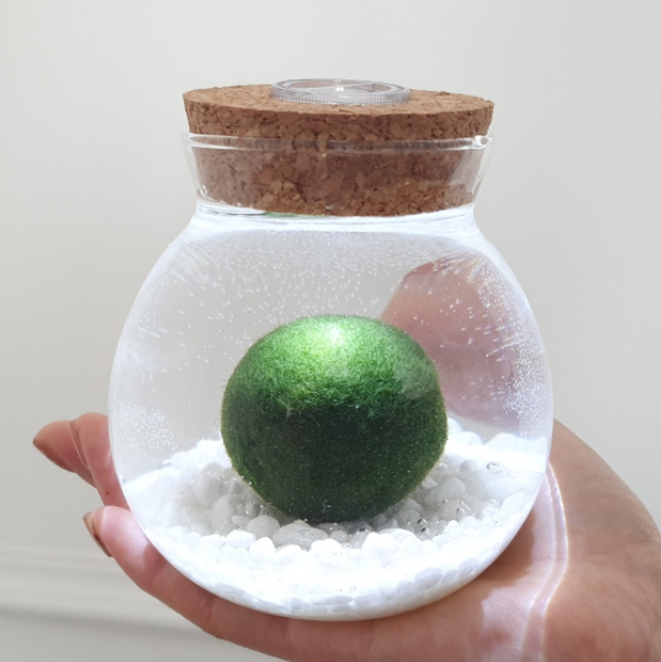 마리모 키우기 밥 주기 어항 관리방법