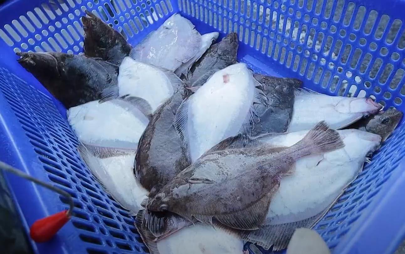 금방 잡아 올린 6시내고향 울산 가자미