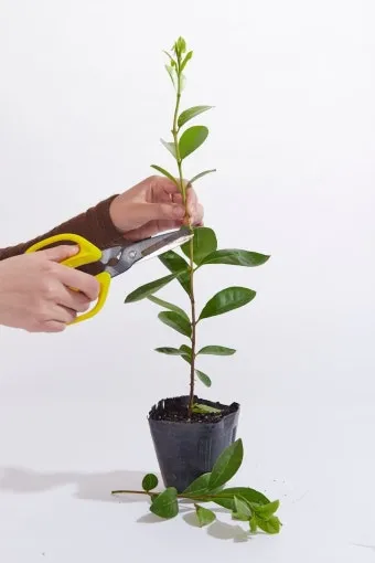 가지치기 요령 도구소독 새순유도 수형잡기 건강하게 키우기_9