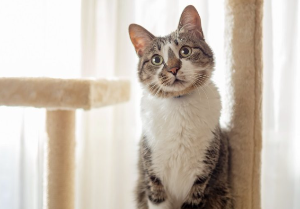 고개를 갸웃거리며 신기한 듯이 하고 있는 고양이