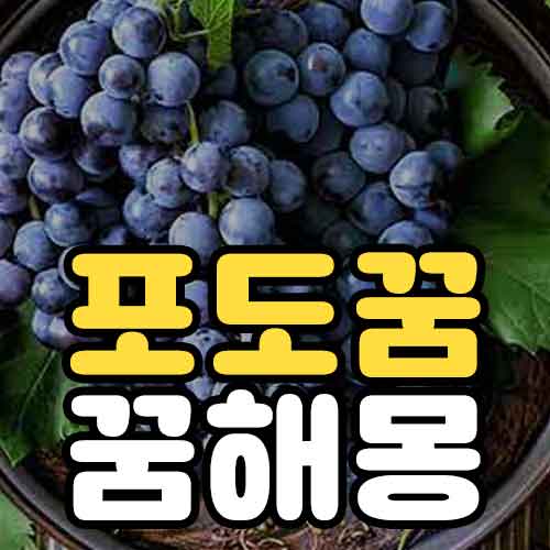 포도꿈 꿈해몽