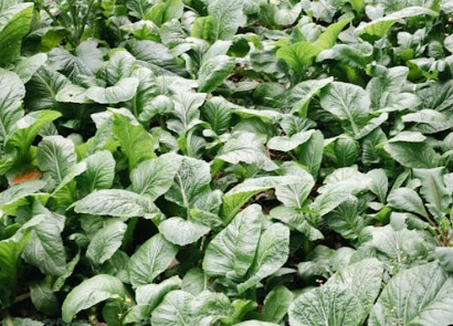 김장배추 심는시기 파종시기