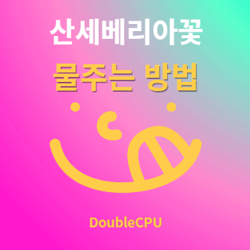 산세베리아꽃 물주기