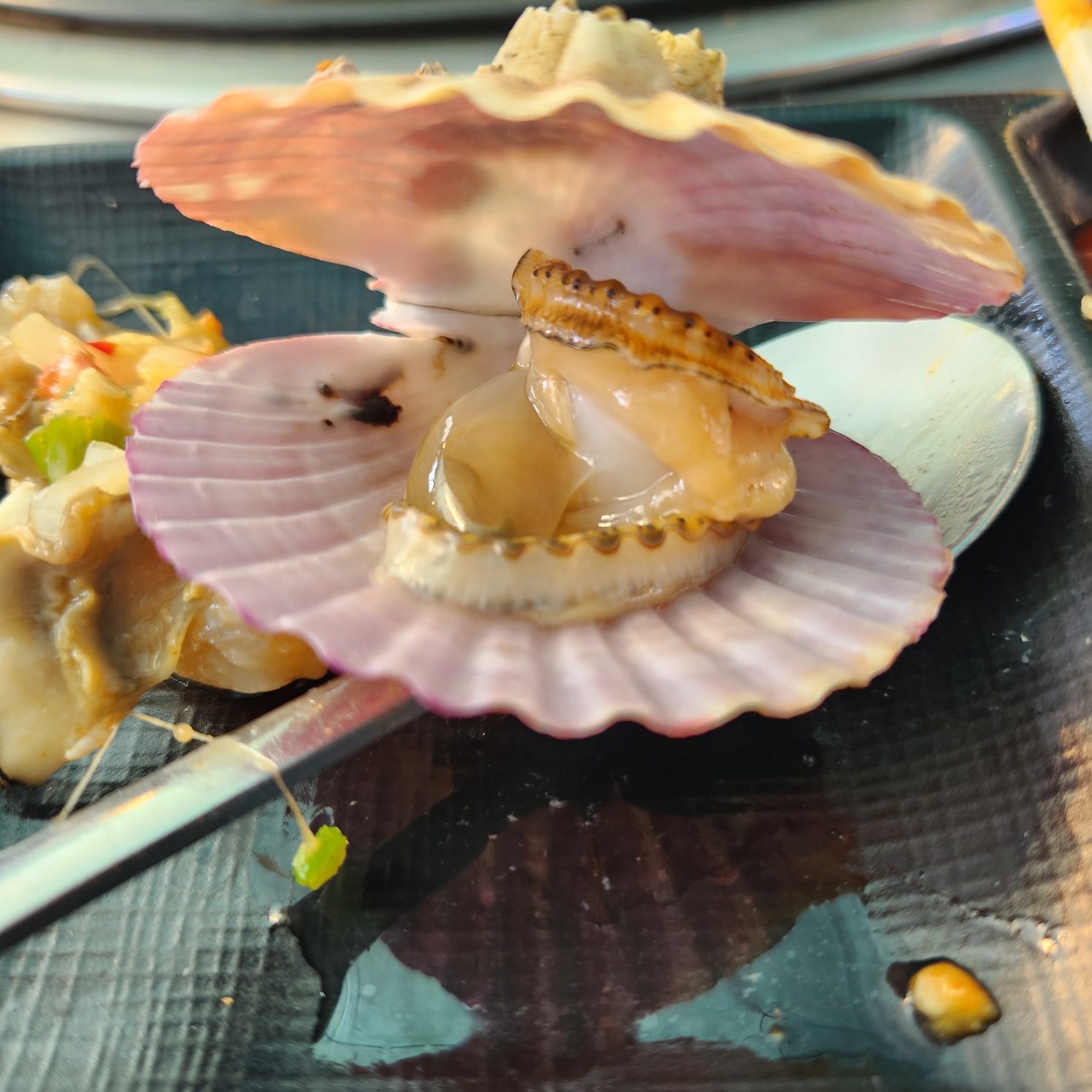 조개 사진