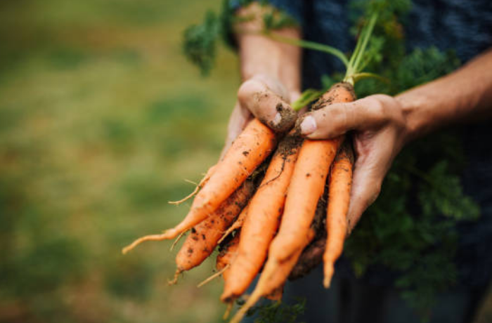 식물을 키우는 꿈