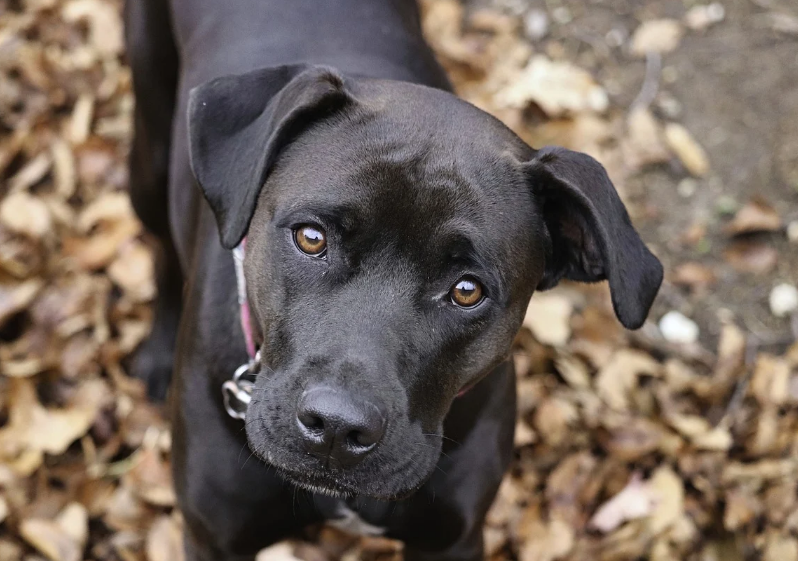 복서 (강아지)의 사진