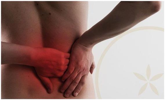 신장세포 사멸 및 섬유화 억제