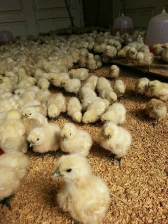 수-천마리-병아리가-사육장에서-밀집되어-톱밥-위에서-먹이를-먹는-모습