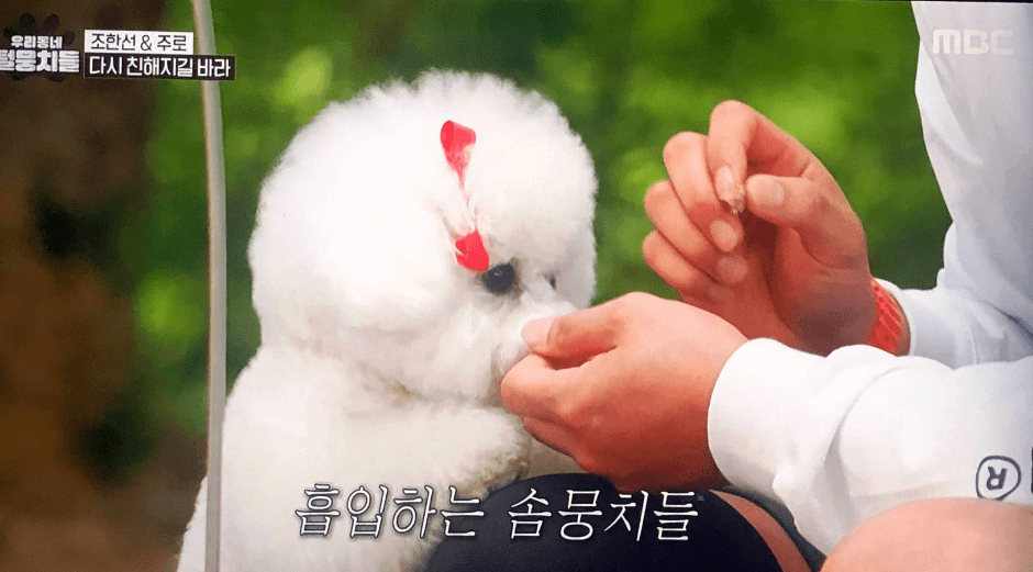 MBC 새로운 동물 프로그램 '우리동네 털뭉치들'