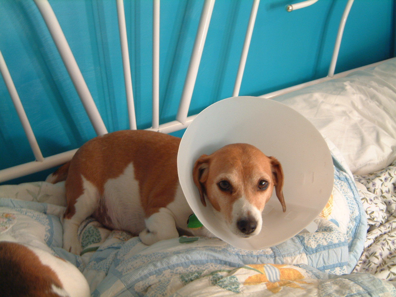 강아지의 건강 상태 확인 사진