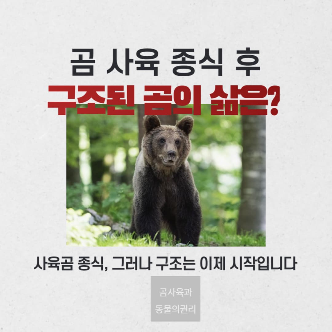 곰 사육 종식 후, 구조된 곰의 삶은 어떤가?