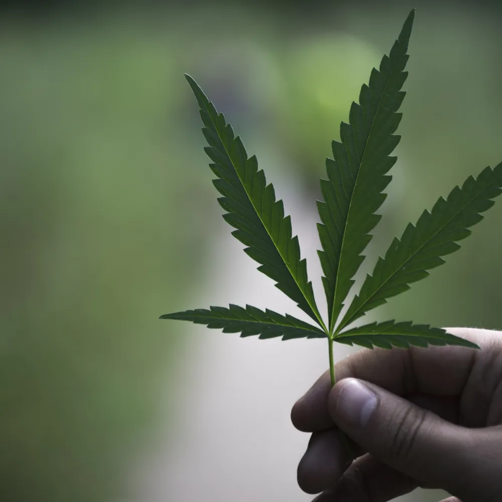 대마 종자유 먹는 방법