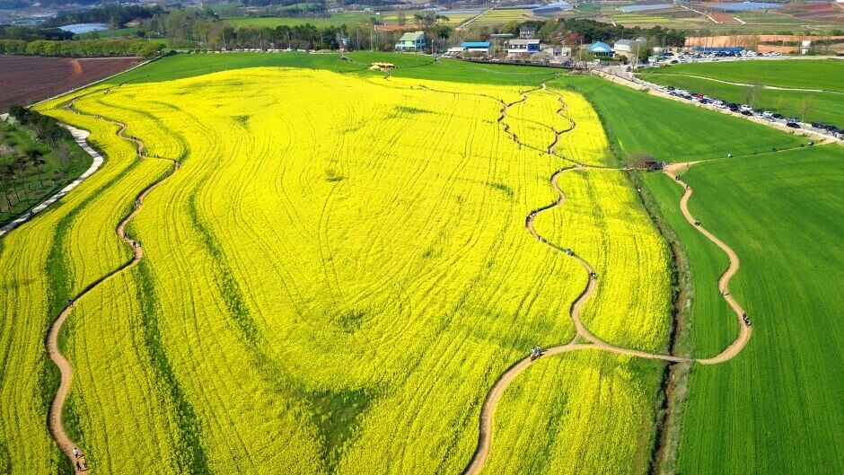 고창청보리밭과 유채꽃풍경