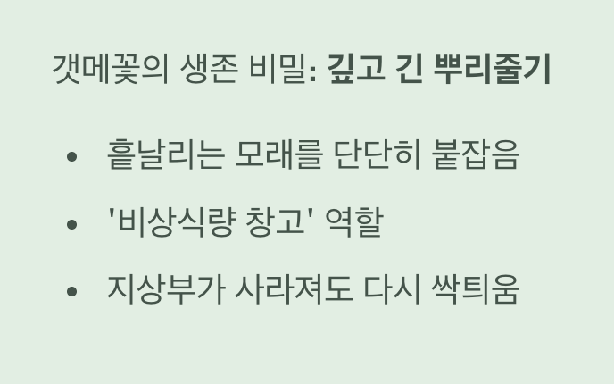 모래땅을 붙잡는 '뿌리'의 힘