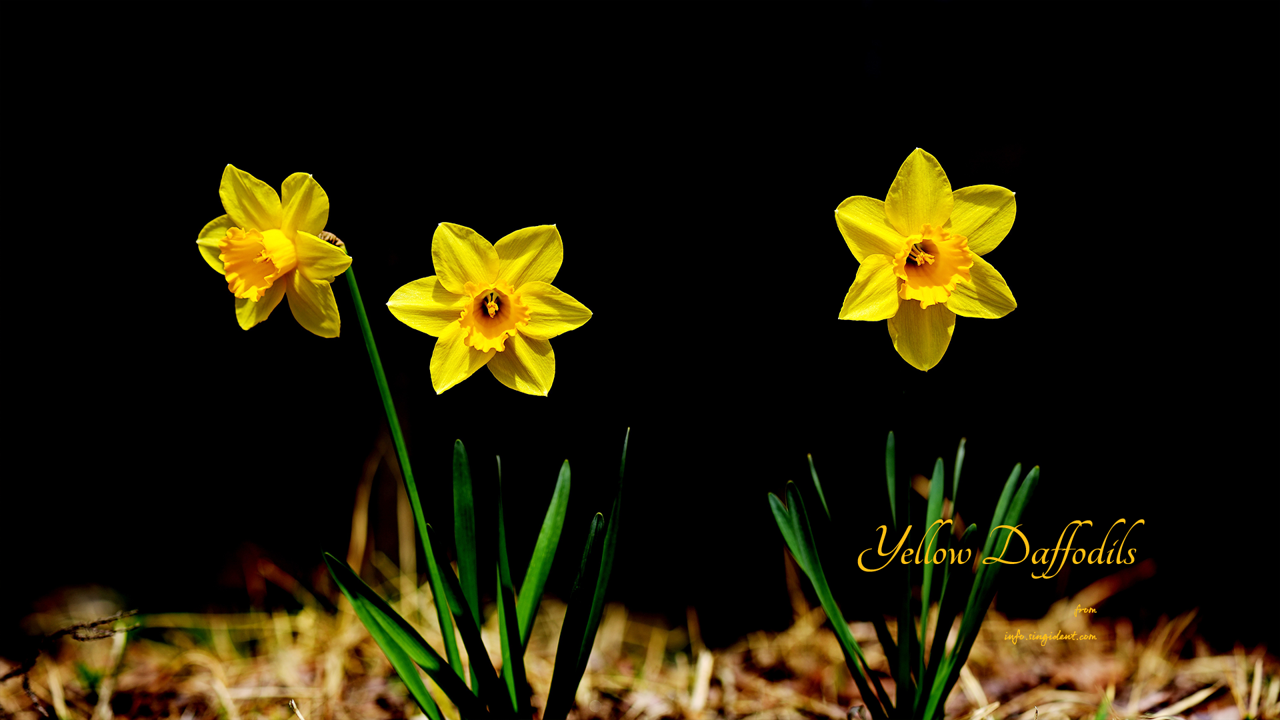 11 노란색 수선화 세송이 검정배경 C - Yellow Daffodils 봄배경화면
