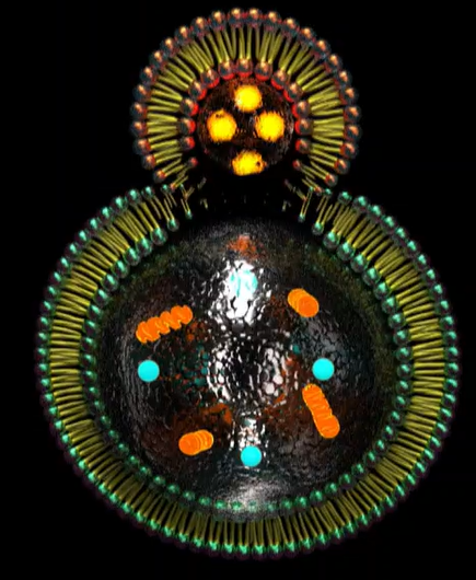 리포좀 비타민C