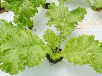 겨자채 재배 발아 빠름 간단한 관리 연속 파종_12