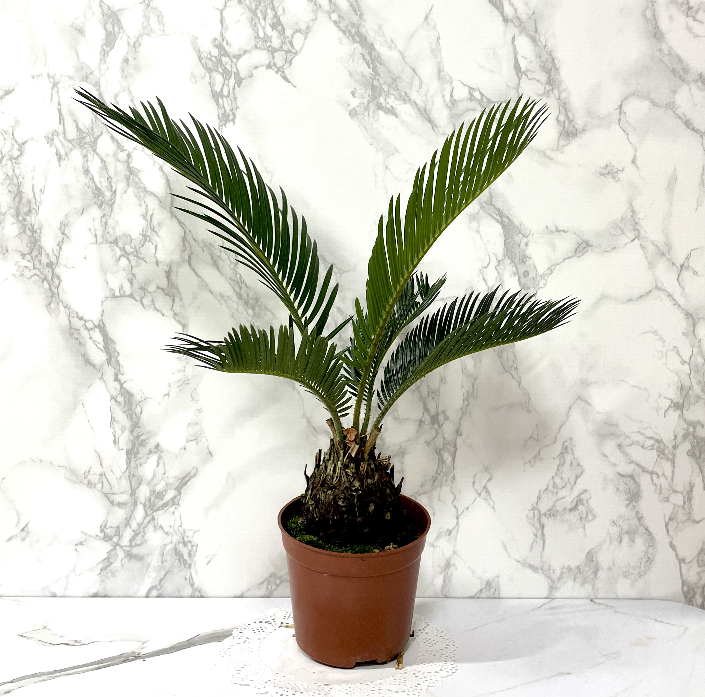 소철 키우는 법