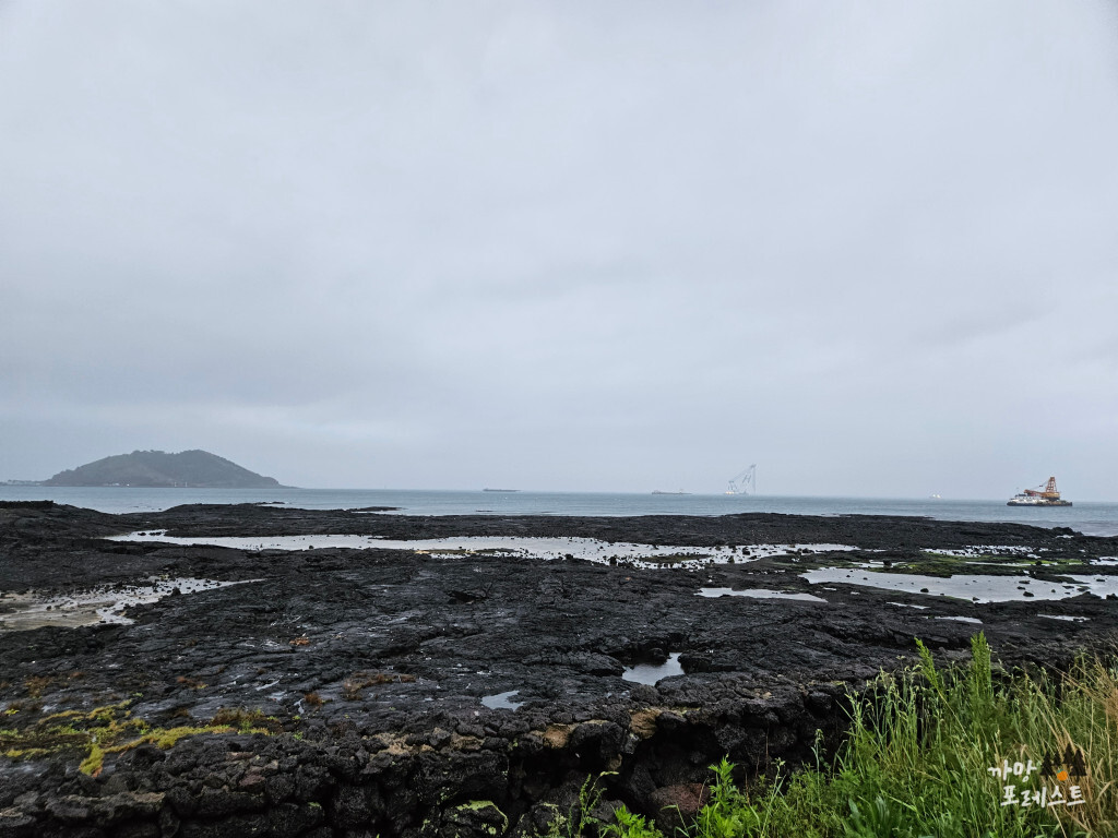 고향 흑돼지 풍경