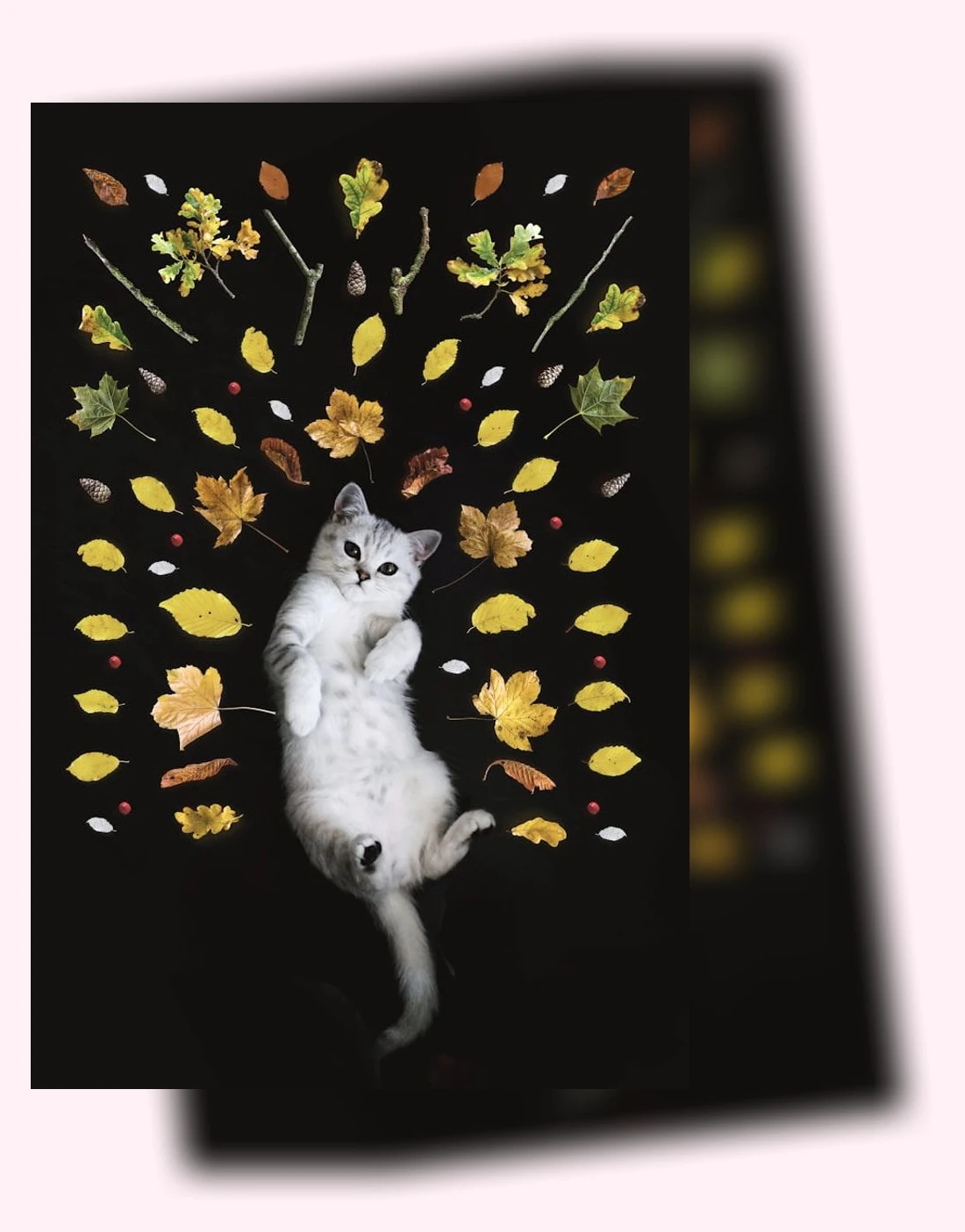 고양이 카페 체험_1_subsection