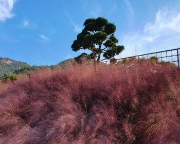 고창 핑크뮬리 축제_5