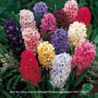 히아신스 꽃말 키우는법 꽃이 지고난 후 수경재배_5