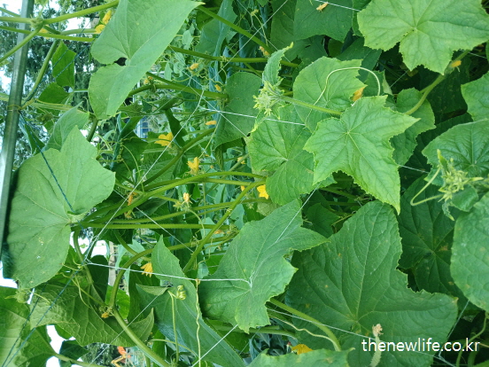 초록색 오이 줄기와 노란 오이꽃이 어우러진 풍경