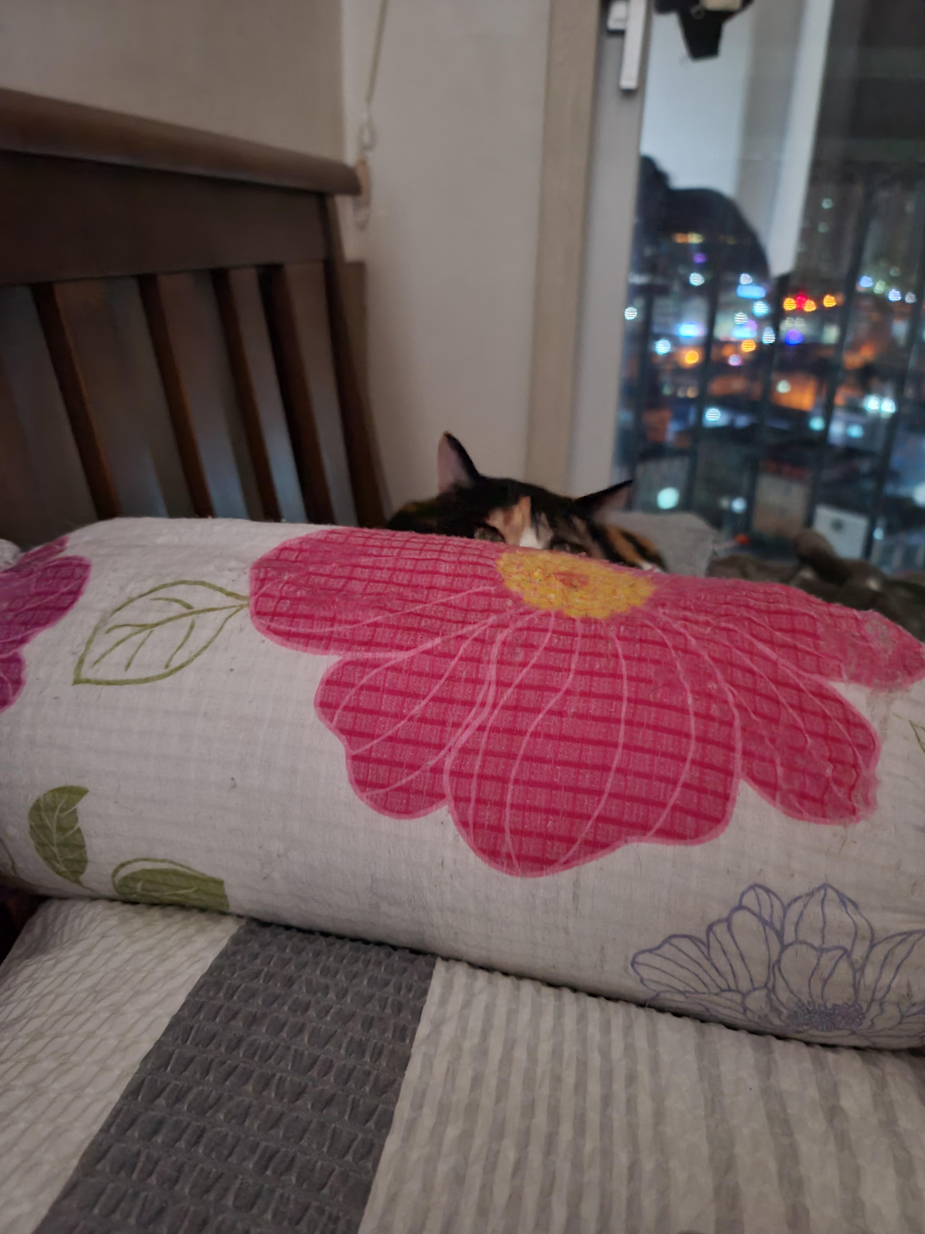 까칠함 뒤의 다양한 다다 모습들.