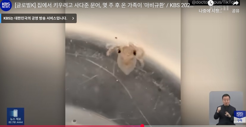 문어의 예상치 못한 변화