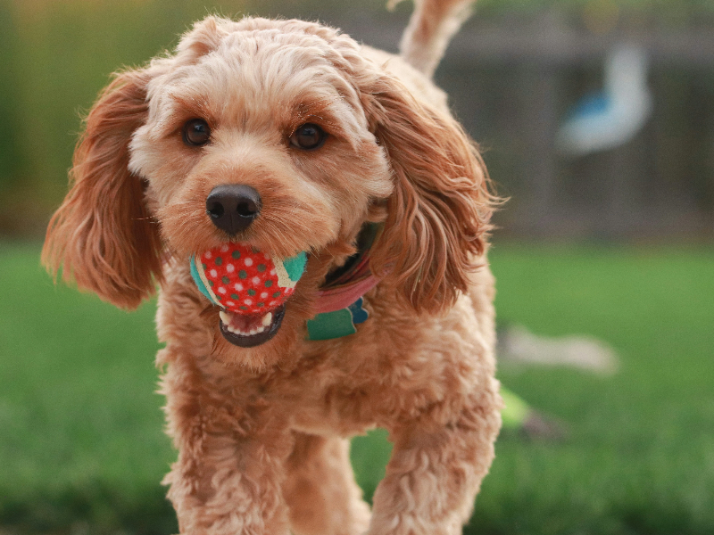 공을 물고있는 강아지