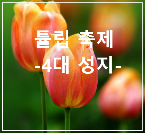 튤립축제4대성지