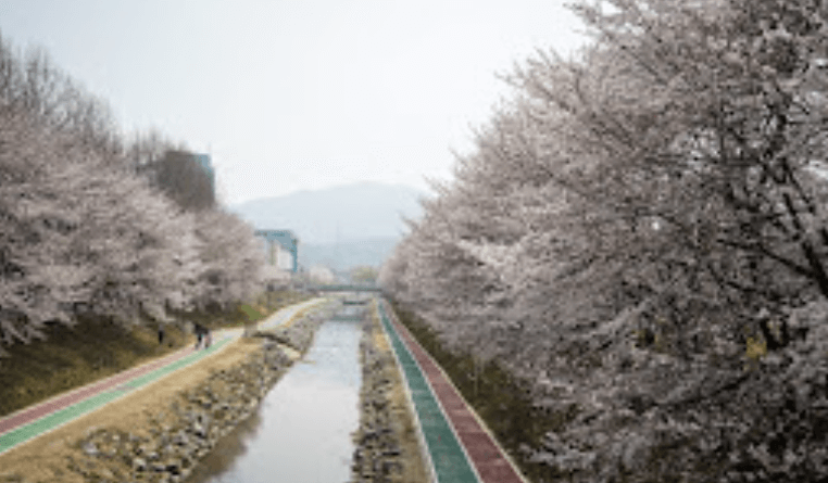 서울 벚꽃명소 추천 BEST 10+ 데이트 코스