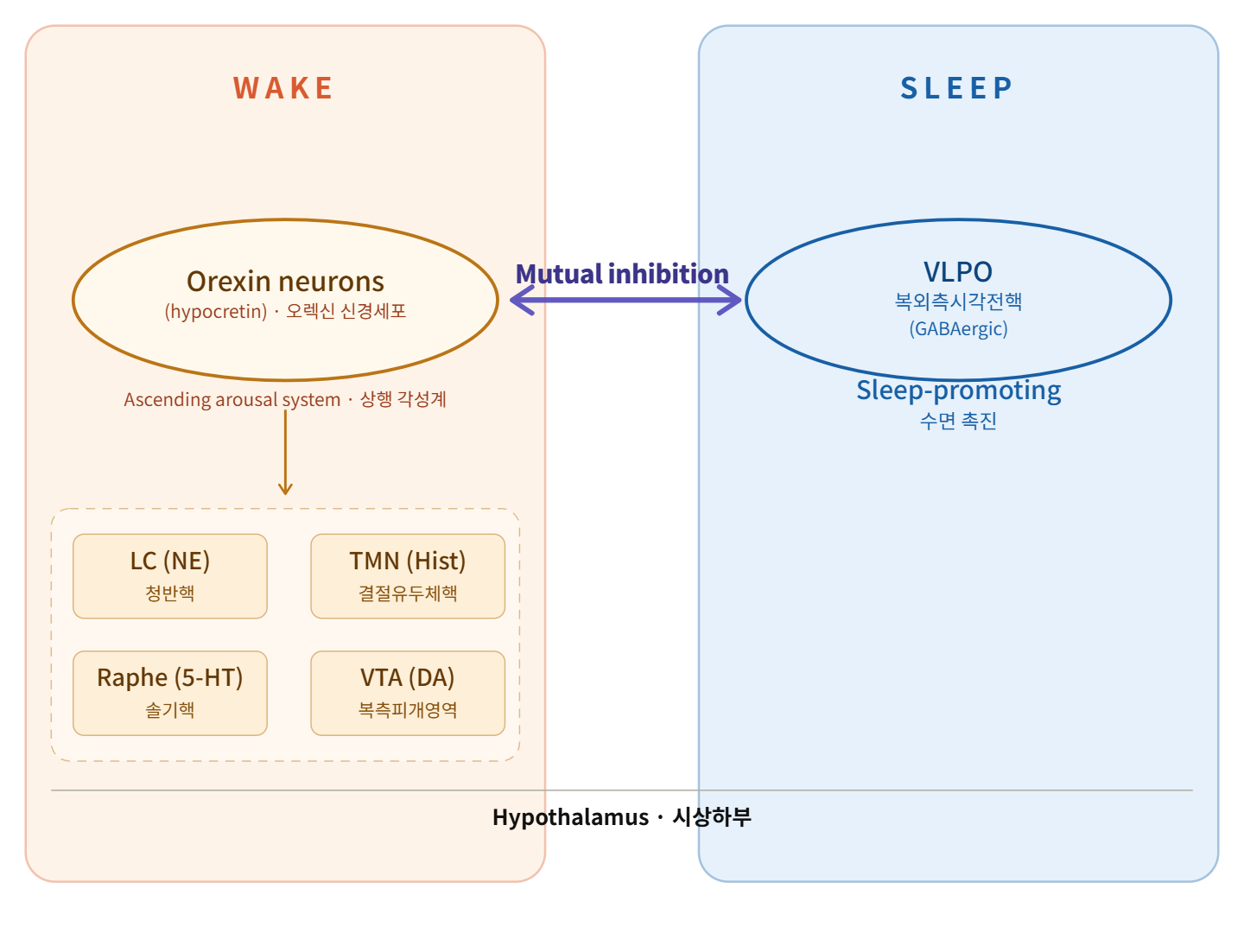 수면-각성 조절 스위치 모델에서 오렉신 신경세포와 VLPO 간 상호 억제 구조와 상행 각성계 구성