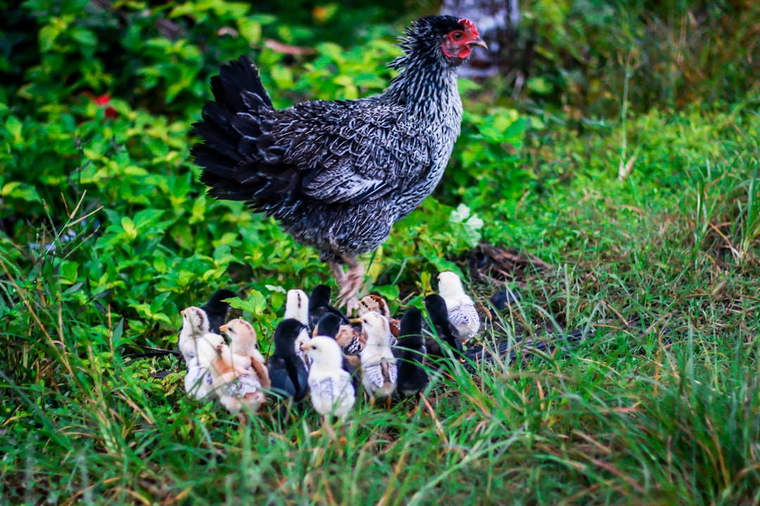 Chicken