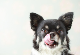 개에게 비타민은 필요한가